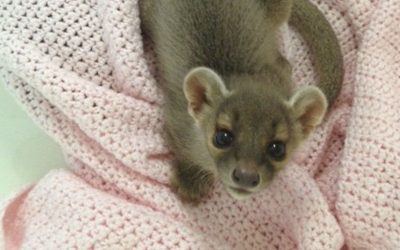 Fossa Pups